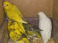 Muhabbet kuşları yavru ve damızlık çiftler