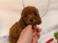 RED BROWN TOY POODLE YAVRULAR