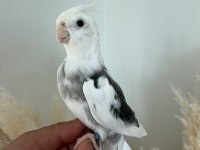 SULTAN PAPAĞANI EVCİL