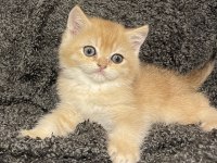 Anne Baba Şecereli Safkan Golden NY12 Erkek Kedimiz