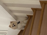 Erkek pomeranian 1 yaşında