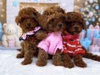 Toy poodle köpeği yavrular