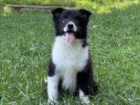A kalite yavru köpekler