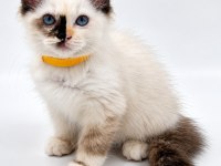 TORTİE RAGDOLL BEBEKLER