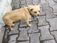 Minik Dişi Chihuahua