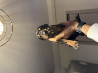 DOBERMAN KÖPEĞİ YAVRULARI