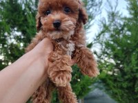 Maltipoo  Yavrularımız 