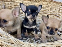 CHiHUAHUA KIZLAR