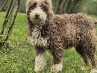 Trde Nadir Bulunan Irklardan Ausiedoodle Yavrumuz