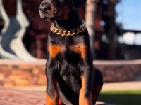 Dobermanın Ritmine Kaptırın Kendinizi