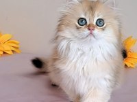 British longhair golden sevimli cana yakın uysal