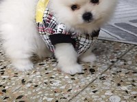 Pomeranian Boo Erkek Ve Dişi Yavrularımız Üst Kalite