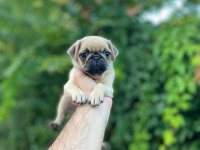 Piyasa altında sağlık garantili Pug
