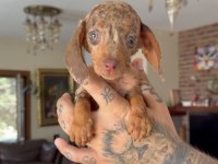 Teacup Rabbit Nadir Chocolate Merle Dachshund Yavru