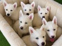 Tarım ve orman bakanlığı onaylı çiftlikten husky