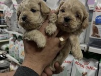 Türünün en güzellerinden sunmaya devam maltipoo aşk
