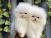 Mersin Pomeranian Boo