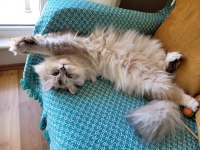 Dişi 1 Yaşında British Longhair Kedimiz