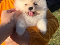 Yavru Pomeranian Boolarımız İçin Ulaşın