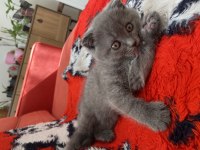 Scottish fold