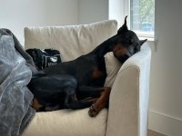 Sahibine bağlı Doberman