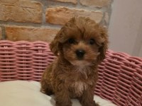 Sevimli Maltipoo Yavrular