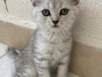 3 aylık british shorthair yavrularımız