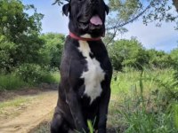 YAVRU VE YETİŞKİN A KALİTE CANE CORSO
