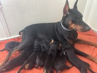 26 HAZİRAN DOĞUMLU DOBERMAN BEBEKLERİMİZ
