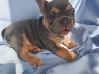 FLUFFY ve ISABELLA TAŞIYICI EXOTIC FRENCH BULLDOG YAVRULARI