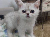 2 Aylık Safkan Brıtısh Shorthaır