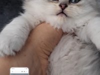 Çok sağlıklı british longhair