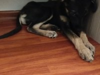 Alman kurdu 3 aylık ic dis parazitler yapıldı