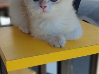 Bri golden bir dışı iki erkek