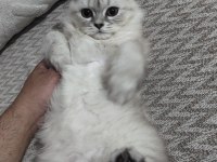 4.5 aylık erkek kedimiz