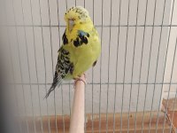 Show Jumbo ve Jumbo yerli muhabbet kuşu