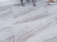 Uysal aşılı kısırlaştırılmış cins kedimiz ücretsiz