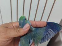 Renk renk forpus papağanı
