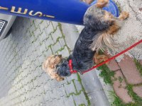 2 Yaşında cipi ve aşıları var erkek yorkshire terrier