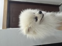 Erkek yavru pomeranian