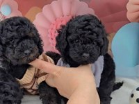 2 Aylık Kore Poodle Yavruları