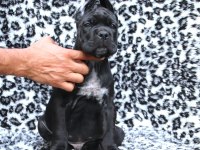 Fcı-Kıf Şecereli Safkan Cane Corso Yavrular