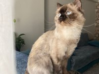 Tuvalet eğitimi var çok uysal british shorthair