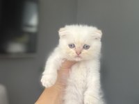 SCOTTISH FOLD SILVER YAVRULARIM 