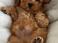 Maltipoo cinsi yavrularımız