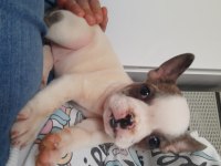 Oyuncu miniş bulldog