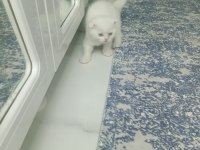 BRİTİSH SCOTTİSH KEDİSİ YAVRU