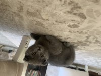 Çok sağlıklı Scottish Fold yavrular