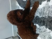 Kore tea cup poodle yavruları