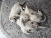 British Shorthair Yavrular (Açıklamayı Okuyun)